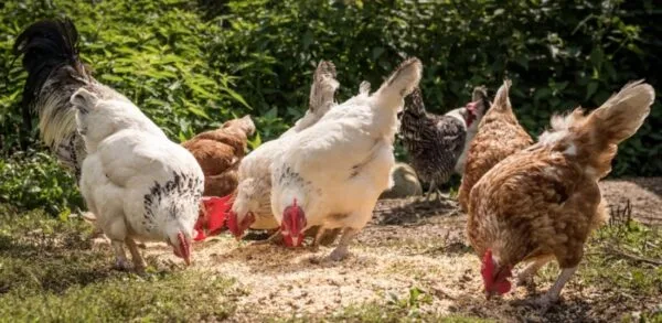 Los insectos podrían mejorar el bienestar de los pollos de engorde sin afectar su productividad