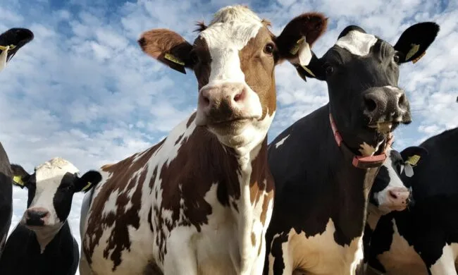 Innovador baño para vacas presentado en Suiza