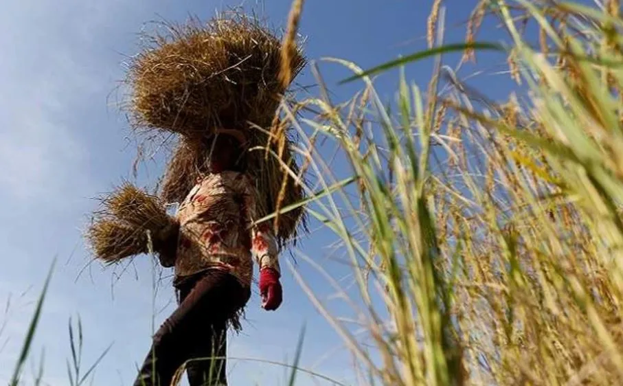 La fórmula para que la cascarilla del arroz pueda aumentar la resistencia del cemento