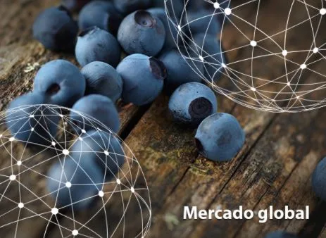 Resumen del mercado global del arándano