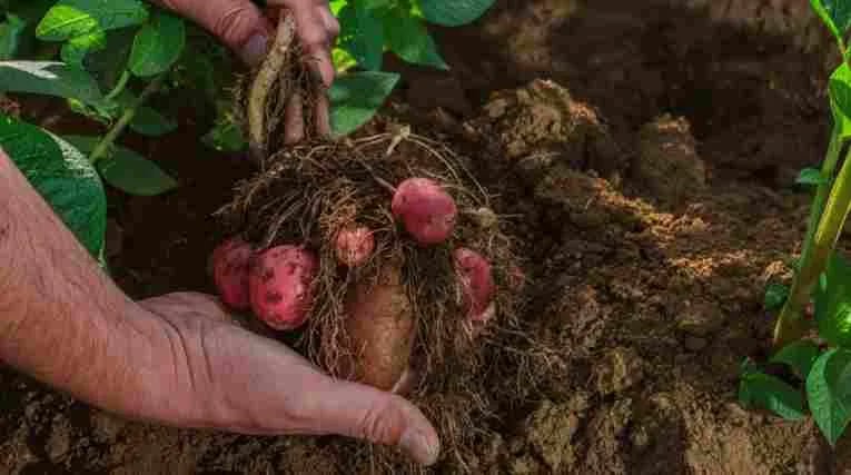 Científicos chinos avanzan en la obtención de papas resistentes al cambio climático