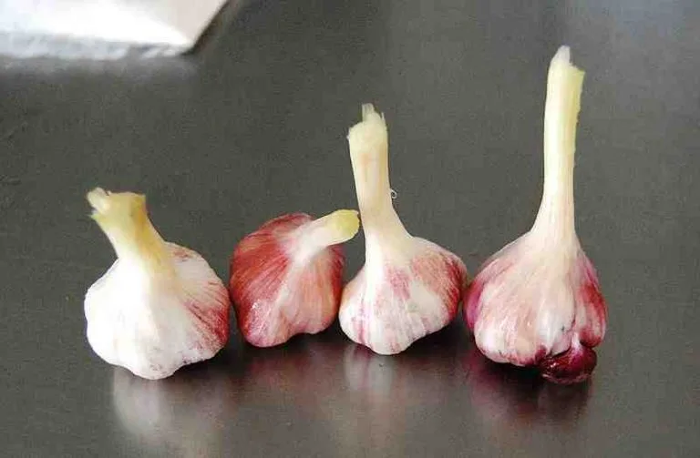 Ajo, orégano y tomillo, antibióticos naturales para aves de corral