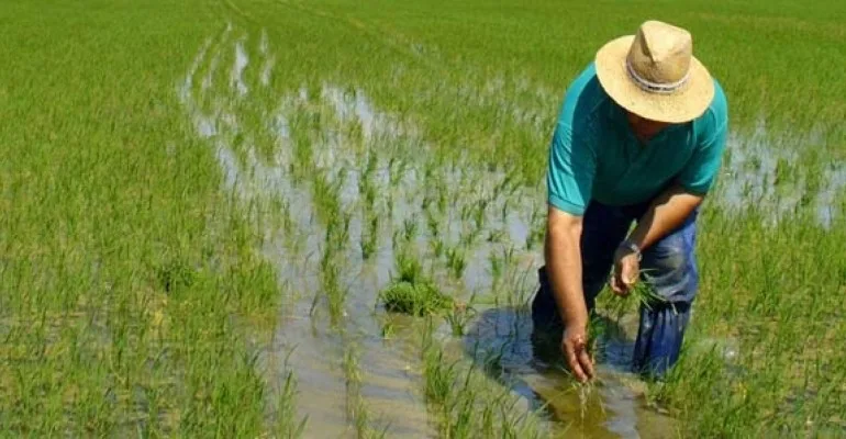 Ecuador apunta a una cosecha de arroz prometedora para 2025 según Corpnoarroz