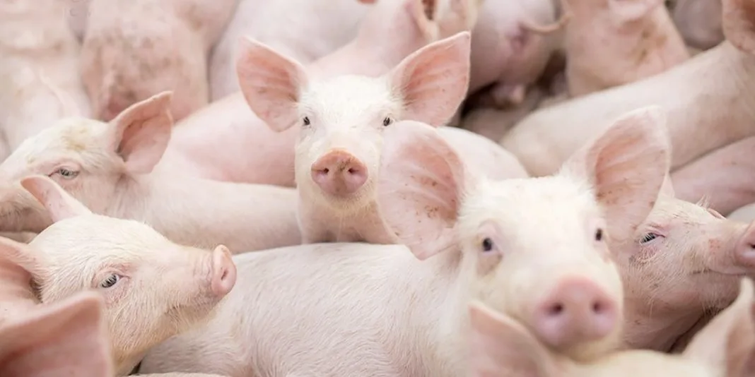 Perú conquista el mercado de Singapur para la carne de ave y cerdo