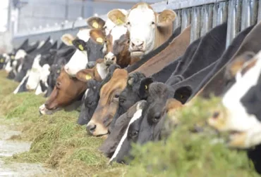 Cómo la eficiencia alimenticia influye en la elección de la vaca rentable