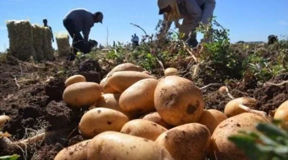 ECUADOR: Sobreoferta y poco consumo afectan a los paperos del país