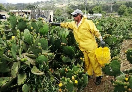 La tuna, un cultivo muy interesante