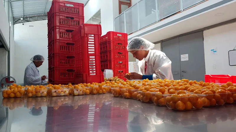 ECUADOR: Exportaciones no tradicionales proyectan crecimiento y brillarán en Berlín