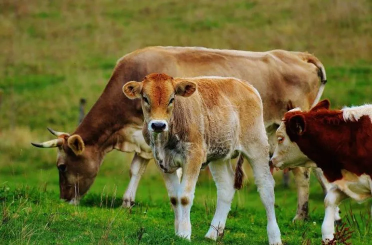 ESPAÑA: La dermatosis activa un reto en sanidad animal y deja un impacto millonario en exportación