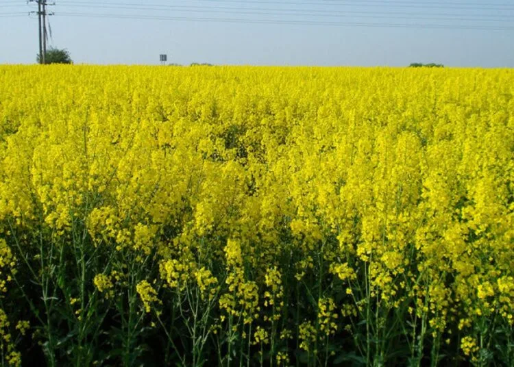 La Canola supera a la soja como fuente de proteínas para el ganado lechero