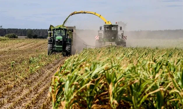 Presencia de diferentes micotoxinas en maíz grano (zea mays) de origen chileno