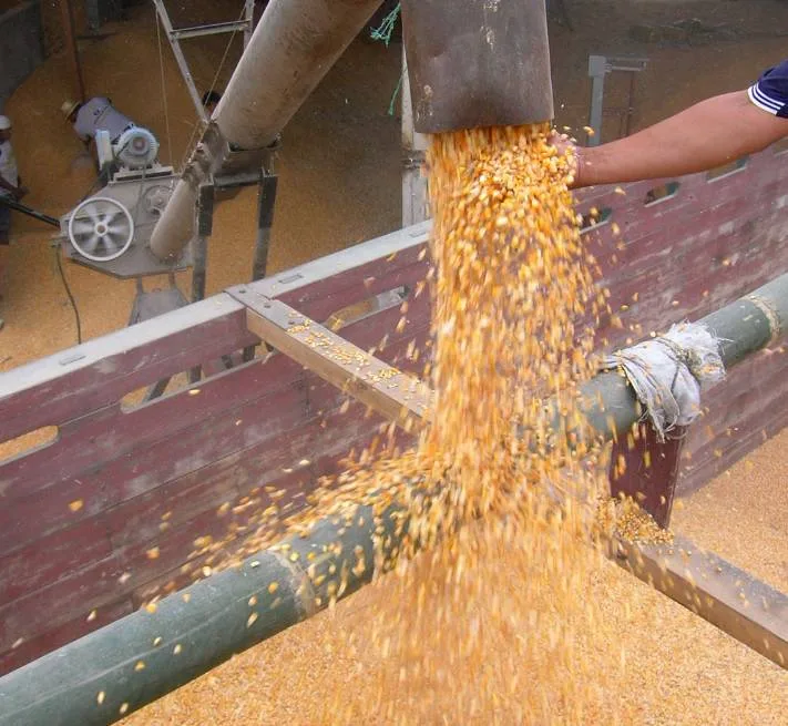 ECUADOR: Cosecha de maíz avanza con dinamismo y productores apuestan por estabilidad y crecimiento