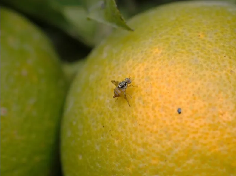 El viento podría ser clave en el control de la mosca de la fruta, según el USDA