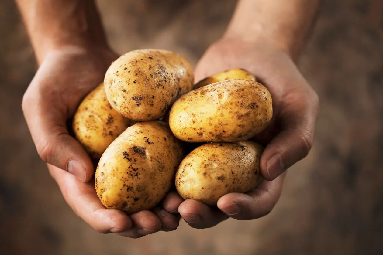 ECUADOR: INIAP fortalecerá producción de semilla certificada de papa en 2025