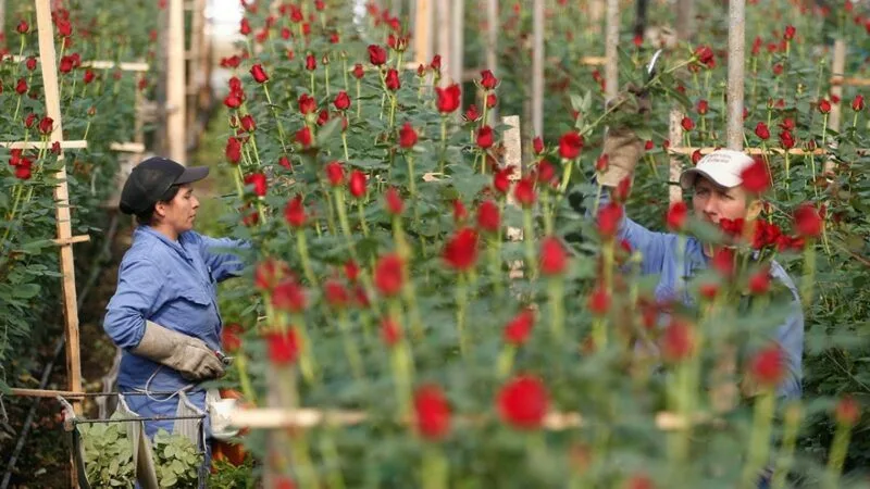 Respuesta de seis cultivares de rosa (Rosa sp.) a tres relaciones catiónicas del suelo. Cayambe, Pichincha