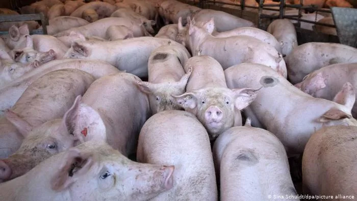 ESPAÑA: El negocio del sector porcino: 9.000 millones en el punto de mira por la peste