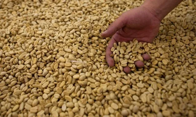 COLOMBIA: “Se requerirán 200 millones de sacos en 2030, hay que apostarle a la competitividad”