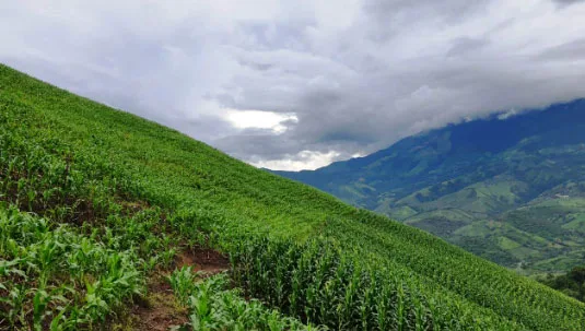 El Niño pone en alerta al sector agrícola colombiano