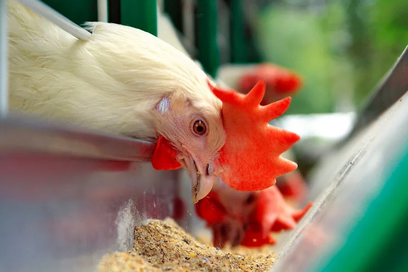 ¿Cómo evitar de forma segura el estrés de calor en las gallinas ponedoras?