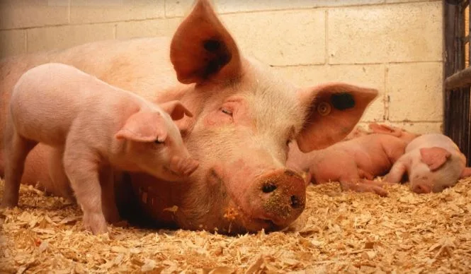 El comité científico ve prematuro determinar el origen de la peste porcina