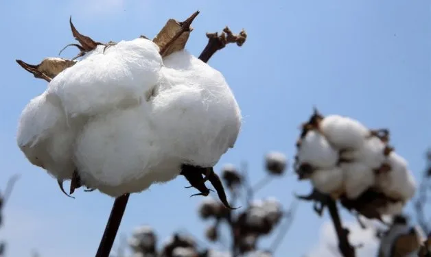 Egipto, Colombia y Perú: cooperación sur-sur, alianza para fortalecer la certificación y calidad del algodón colombiano