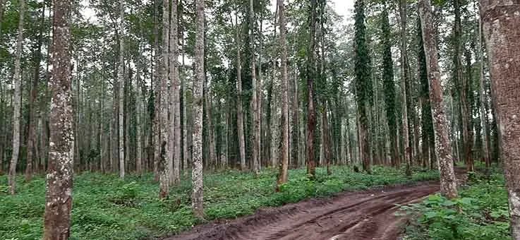 ECUADOR: País muestra progresos en reducción de deforestación y lanza nueva etapa REDD+