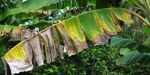 COLOMBIA: Hongo nativo logra frenar hasta el 90% de la sigatoka negra