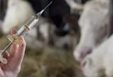 ESPAÑA: Los distribuidores de sanidad animal piden una ley específica para el medicamento veterinario