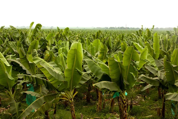 ECUADOR: Extensión del registro bananero enciende alertas en productores