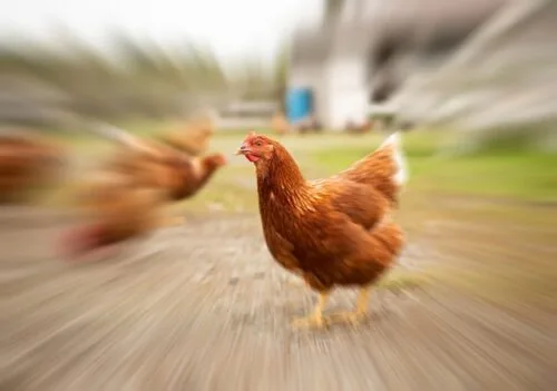 Primun Salmonella E, una nueva propuesta de Calier en la prevención frente a Salmonelosis aviar