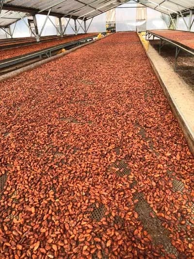 Predicción del cacao: Curiosidades de este producto