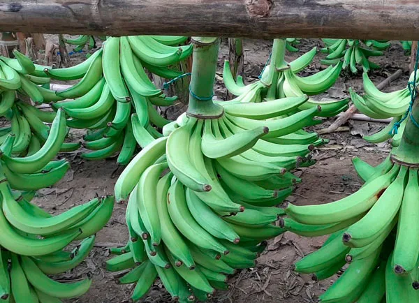ECUADOR: Plátano verde lidera jornada de venta directa en Riobamba