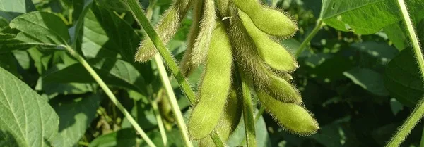 BRASIL: En junio, el valor bruto de la producción agrícola se estima en 1,4 billones de reales.