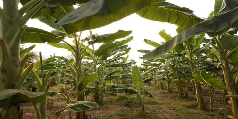 ECUADOR: Gobierno fija plazo para regularizar siembras bananeras no autorizadas