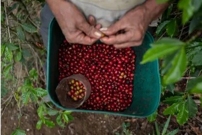 Para las mujeres agricultoras de Guatemala y del mundo: “Cada paso que damos abre una puerta”
