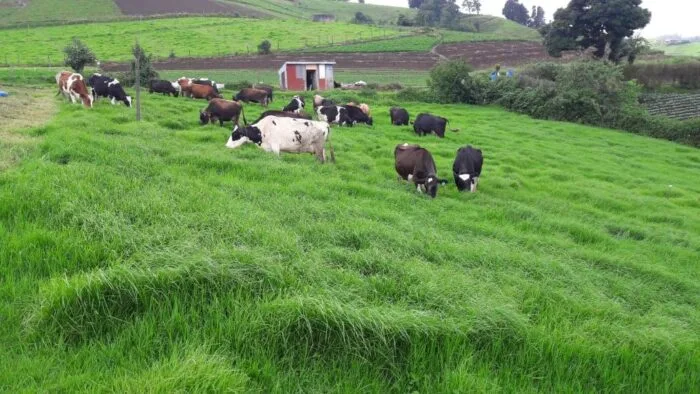 Control microbiano en el alimento y las materias primas