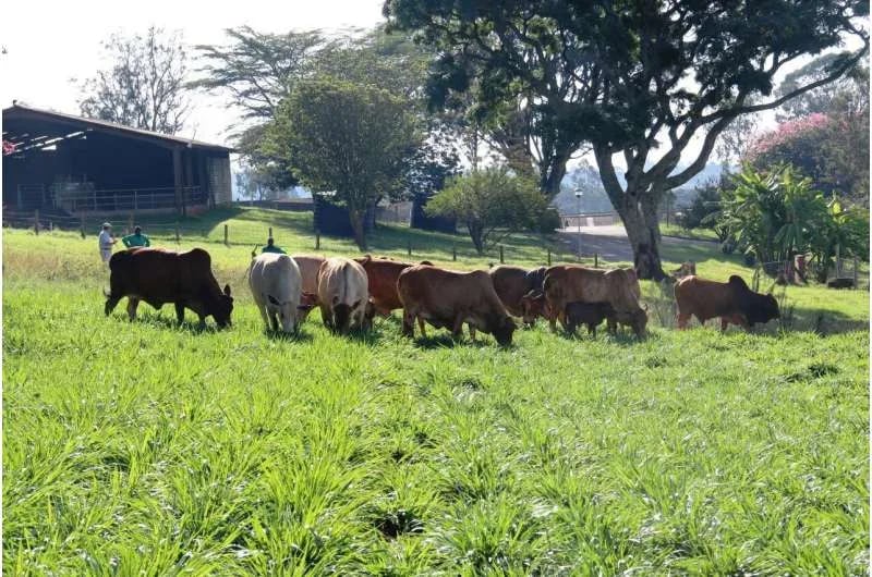 Colombia abre mercado en Filipinas: 11 plantas cárnicas podrán exportar