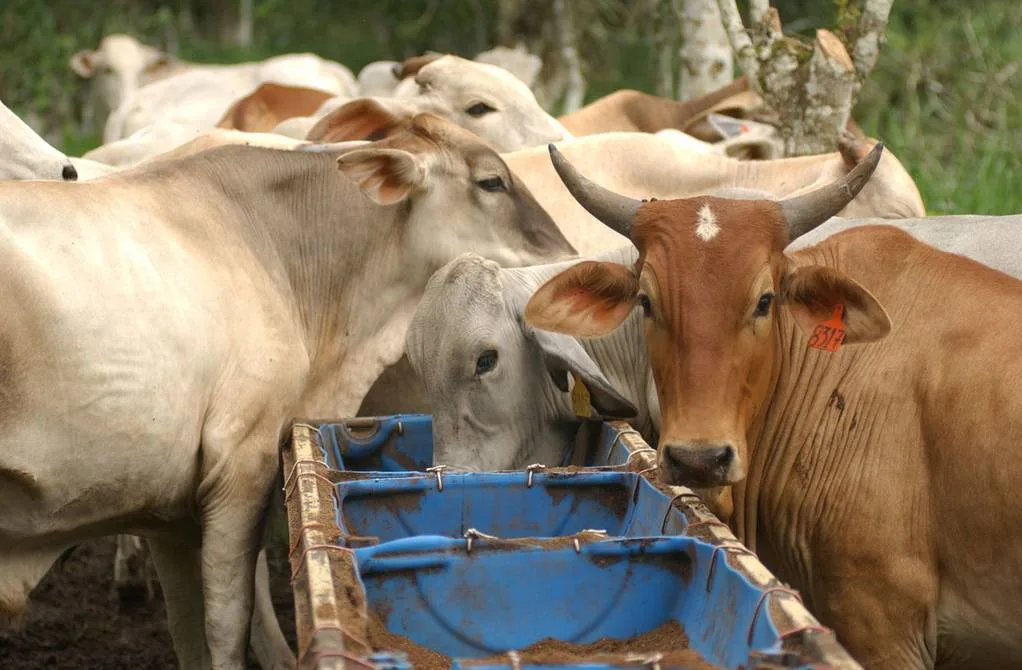 INTERNACIONAL: Desechos azucareros se convierten en suplementos para animales