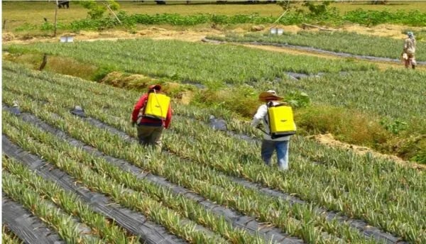 ECUADOR: MAGP convoca a proveedores de insumos agrícolas subvencionados
