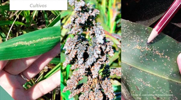 Plaga Emergente en Sorgo: Melanaphis sacchari/sorghi (Pulgón de la caña de azúcar)