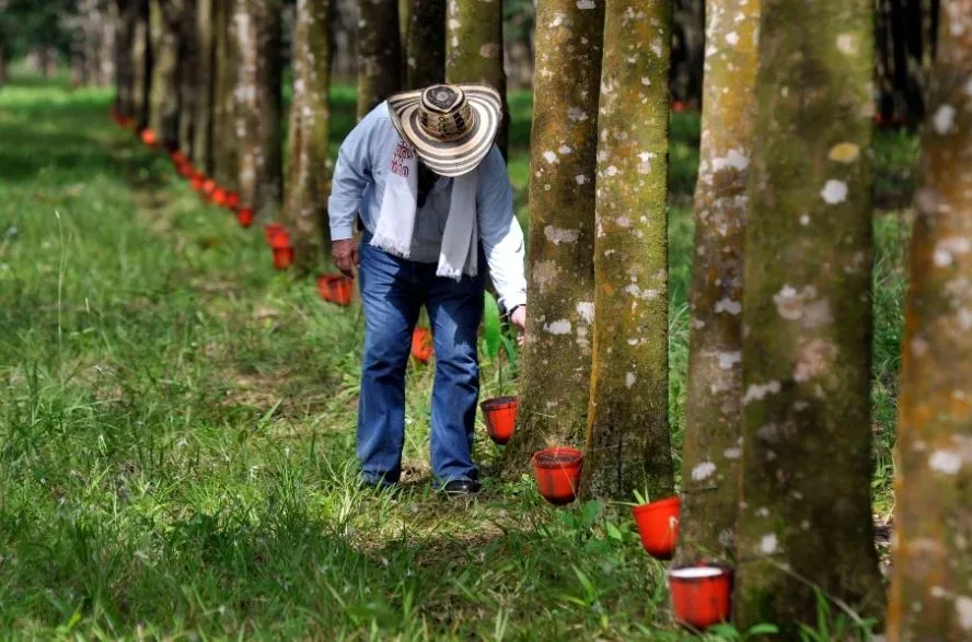 COLOMBIA: Se lanzó la marca Caucho Natural 100% colombiano, que impulsará las exportaciones