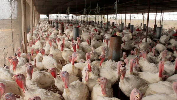 Alimentación de pavos en fase 3: un punto importante que muchos desconocen