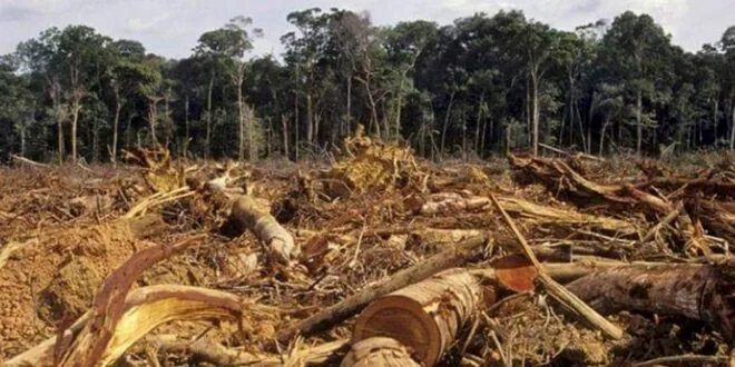 Pasos claves para la preparación de empresas ante el reglamento europeo contra la deforestación