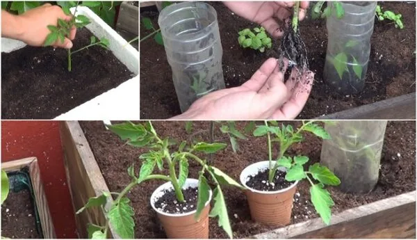 Cómo tener una planta de tomate en 15 días