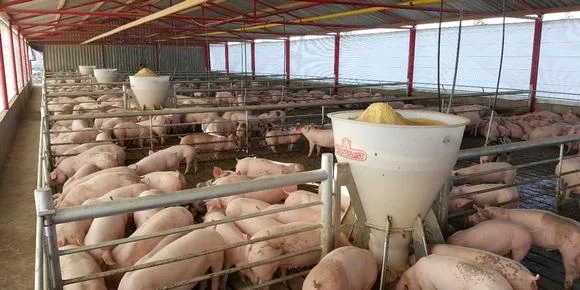 Puntos claves de la alimentación que afectan la rentabilidad en el Engorde