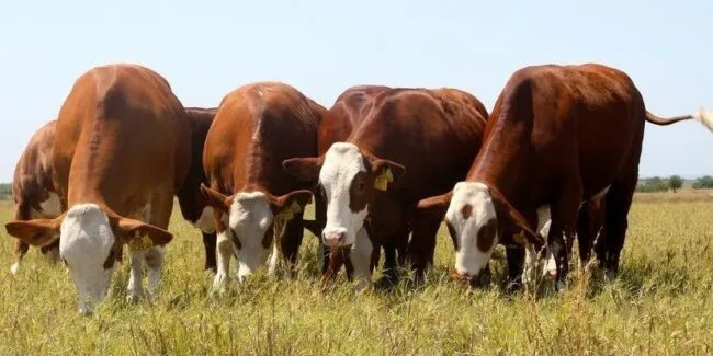 Ganaderos del norte de México rechazan importación de ganado centroamericano ante el riesgo del gusano barrenador