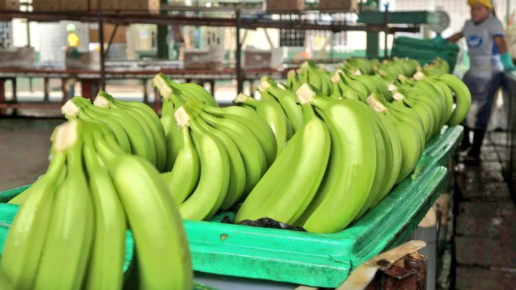 COLOMBIA: Exportaciones de banano repuntaron en el primer semestre de 2025