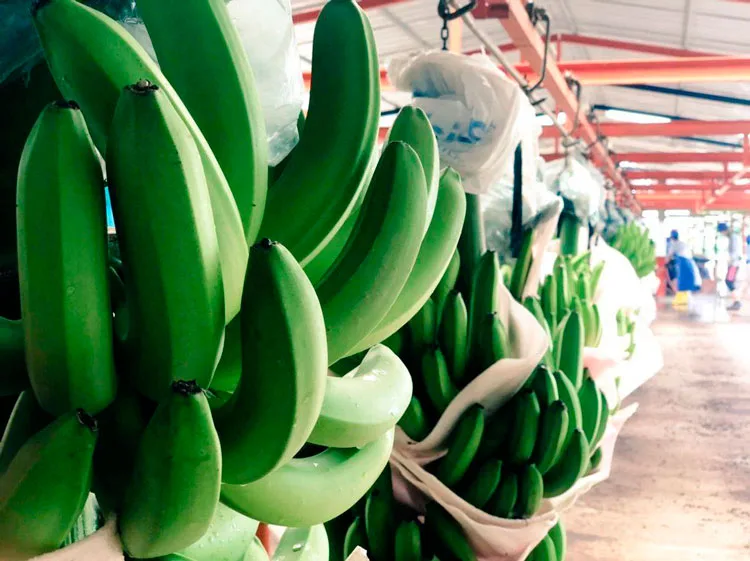 Investigadores desarrollan primera planta de banano resistente a TR4 y sigatoka negra