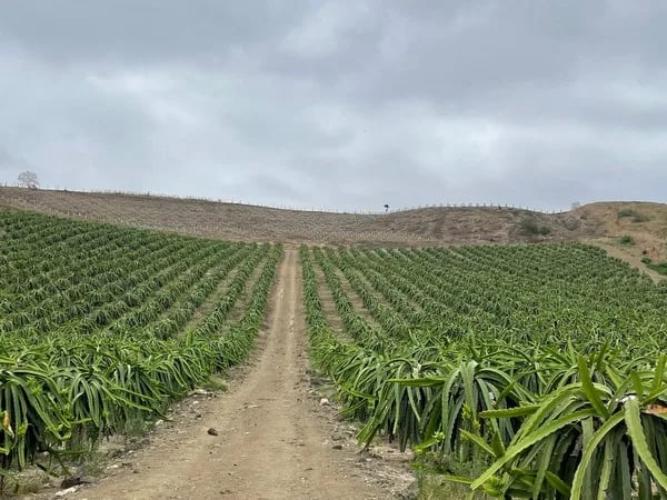 ECUADOR: Cantón Palora impulsa ley para la pitahaya