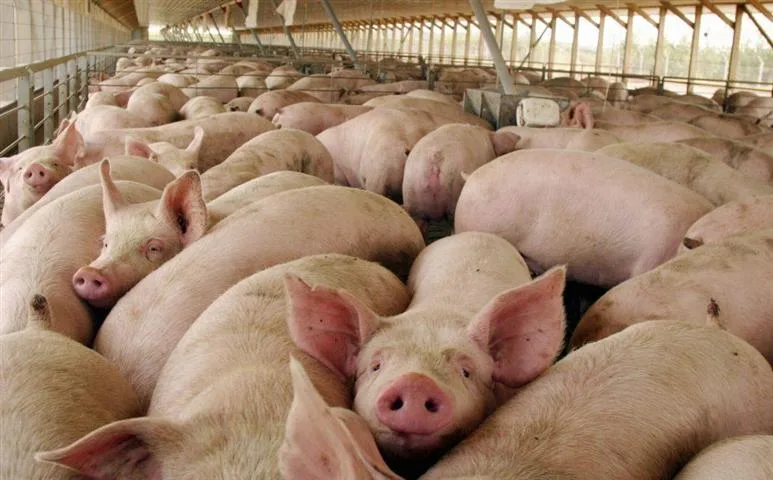 España negocia con cinco mercados para mantener los certificados de exportación